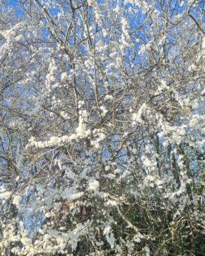 Niki Aneja Walia Instagram - Spring Is Springing 🌿🌸🌼🌱
