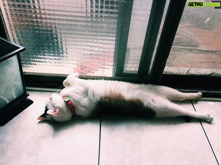 Nikki Hsieh - 30.2K Likes - 懂事的妹妹
14年來不吵也不鬧
身體也都健健康康的從來沒讓妳的媽媽擔心過
謝謝妳這些年的陪伴
放心的往彩虹橋走吧
再來當我們謝家的小孩
2025.03.25