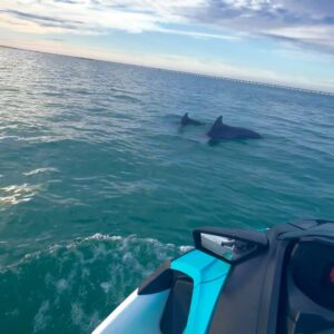 Noor Taher Instagram - celebrating love, family, new family🤍… & dolphins