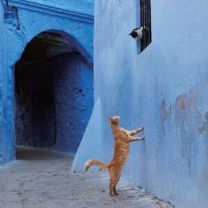 Ouidad Elma Instagram - Sacred creatures sacred creatures sacred ♾️ 
🤍During Ramadan, we are reminded to show extra compassion to all living things. 🩷
Precious moments such as these remind us to reflect and give, especially during the holy month. 💕🩷🐾

But these good habits of respecting and caring for animals should continue throughout our lives. It is the foundation of harmony. And our duty as human beings. 

Help a stray cat or dog today 🥰 🐱🐶