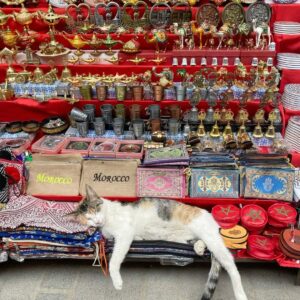 Ouidad Elma Instagram - Sacred creatures sacred creatures sacred ♾️ 
🤍During Ramadan, we are reminded to show extra compassion to all living things. 🩷
Precious moments such as these remind us to reflect and give, especially during the holy month. 💕🩷🐾

But these good habits of respecting and caring for animals should continue throughout our lives. It is the foundation of harmony. And our duty as human beings. 

Help a stray cat or dog today 🥰 🐱🐶