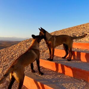 Ouidad Elma Instagram - Sacred creatures sacred creatures sacred ♾️ 
🤍During Ramadan, we are reminded to show extra compassion to all living things. 🩷
Precious moments such as these remind us to reflect and give, especially during the holy month. 💕🩷🐾

But these good habits of respecting and caring for animals should continue throughout our lives. It is the foundation of harmony. And our duty as human beings. 

Help a stray cat or dog today 🥰 🐱🐶
