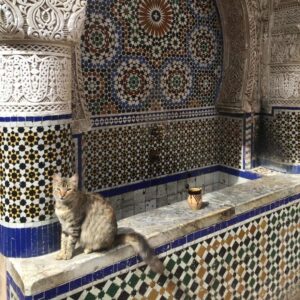 Ouidad Elma Instagram - Sacred creatures sacred creatures sacred ♾️ 
🤍During Ramadan, we are reminded to show extra compassion to all living things. 🩷
Precious moments such as these remind us to reflect and give, especially during the holy month. 💕🩷🐾

But these good habits of respecting and caring for animals should continue throughout our lives. It is the foundation of harmony. And our duty as human beings. 

Help a stray cat or dog today 🥰 🐱🐶