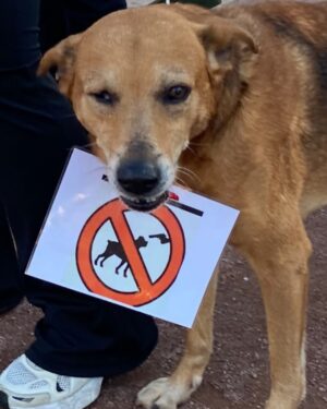 Ouidad Elma Instagram - I am at @ifmarrakech at 3 pm collecting the signatures 🐾✍🏽

Thank you to everyone who is taking action and making things change. Thank you to those who have signed, those who are signing, those who are gathering signatures and spreading this cause. Thank you to those who bring a smile to my face every day through their commitment and solidarity. I am deeply moved by this unity around our companions, the cats and dogs.

As a Moroccan, and as a Muslim, I believe it is essential to stand for our true values: the values of our ancestors, the values of our nation, and the values that will shape our future. We cannot remain silent in the face of corruption, massacres, and the extermination of pure and innocent beings.

We will fight. We will not back down. Each one of you is fulfilling your duty as a human being by standing up for justice and compassion. Thank you from the bottom of my heart.
We stand together for the truth. 🐾❤️🇲🇦

شكراً لكل من يتحرك ويجعل الأمور تتغير. شكراً لكل من وقع، لكل من يوقع، لكل من يجمع التوقيعات وينشر هذه القضية. شكراً لكل من يرسم الابتسامة على وجهي كل يوم من خلال التزامه وتضامنه. أنا متأثرة بشدة بهذه الوحدة حول رفاقنا، القطط والكلاب.

كمغربي/ة، وكمسلم/ة، أؤمن أنه من الضروري أن نتمسك بقيمنا الحقيقية: قيم أجدادنا، قيم وطننا، والقيم التي سترسم مستقبلنا. لا يمكننا أن نصمت أمام الفساد، أمام المجازر، أمام إبادة أرواح طاهرة وبريئة.

سنناضل. لن نستسلم. كل واحد منكم يؤدي اليوم واجبه الإنساني بالدفاع عن العدالة والرحمة. شكراً لكم من أعماق القلب.
نحن معًا من أجل الحقيقة.