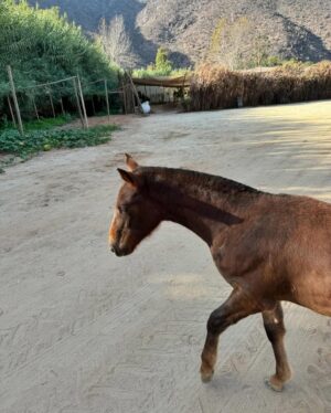 Paloma Moreno Instagram - Vacaciones de 🌵🍸❤️💆🏻‍♀️✨🐴🥰🌳