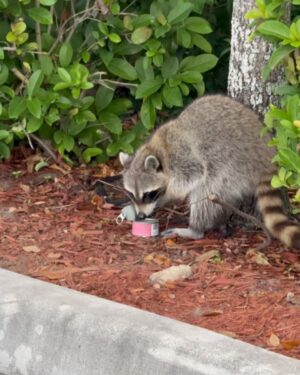 Patricia Parker Instagram - Photo from this morning to get your attention. If you haven’t heard about my new pets, please swipe and read.

I was feeding my gym cats yesterday and these trash pandas bolted out of the woods, ran my cats off, and stole their food. I haven’t found a solution to this turf war just yet, but these are my gym raccoons now.