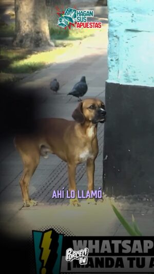 Paula Bolatti Instagram - Todos a ladrar de 8 a 10 🤣
Brunito solo quería libertad 🐕

#hagansusapuestas #porceltv