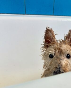 Poh Ling Yeow Instagram - Bath, post bath, post bath walkies 🎾