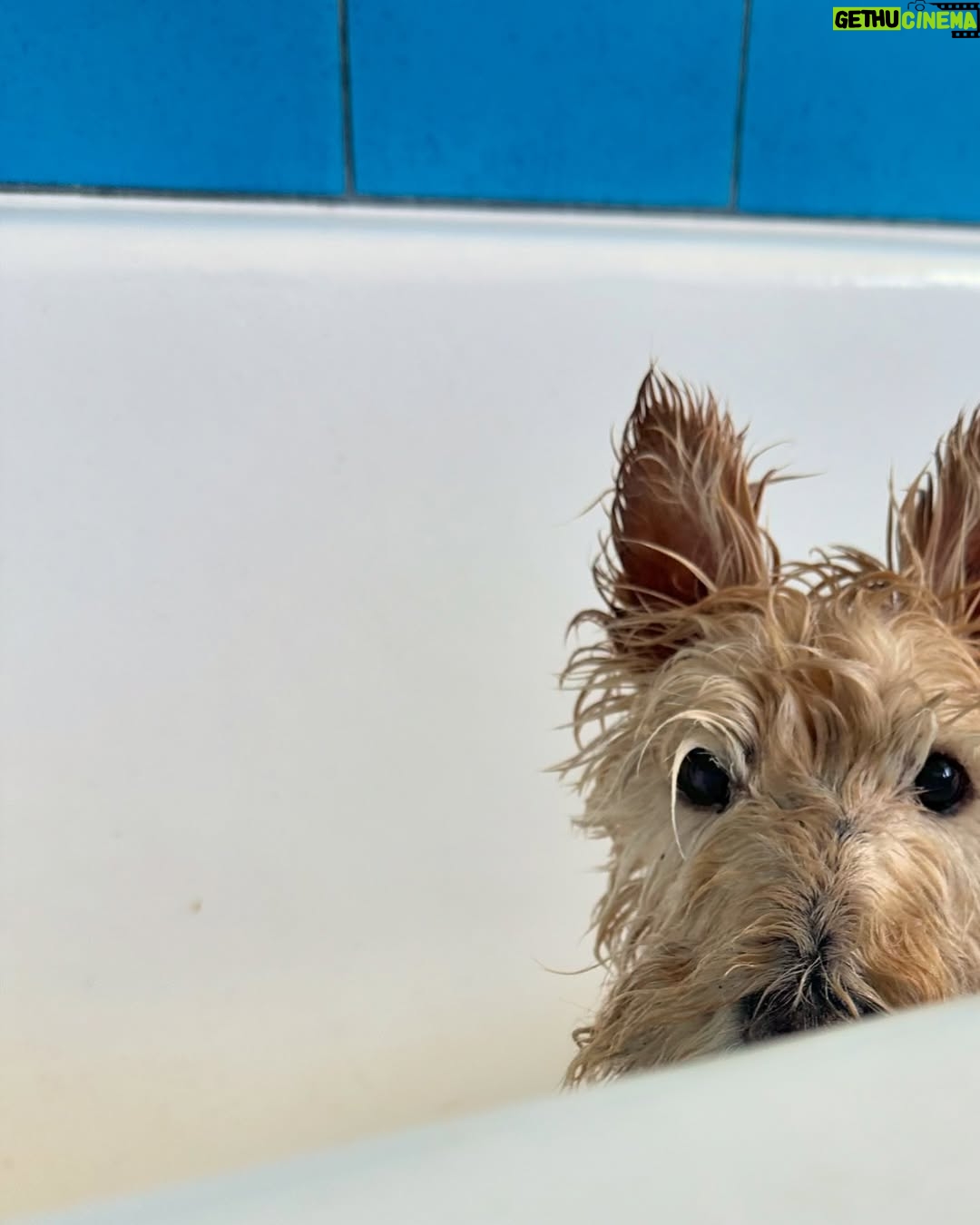 Poh Ling Yeow - 6.2K Likes - Bath, post bath, post bath walkies 🎾