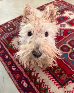 Poh Ling Yeow Instagram - Bath, post bath, post bath walkies 🎾