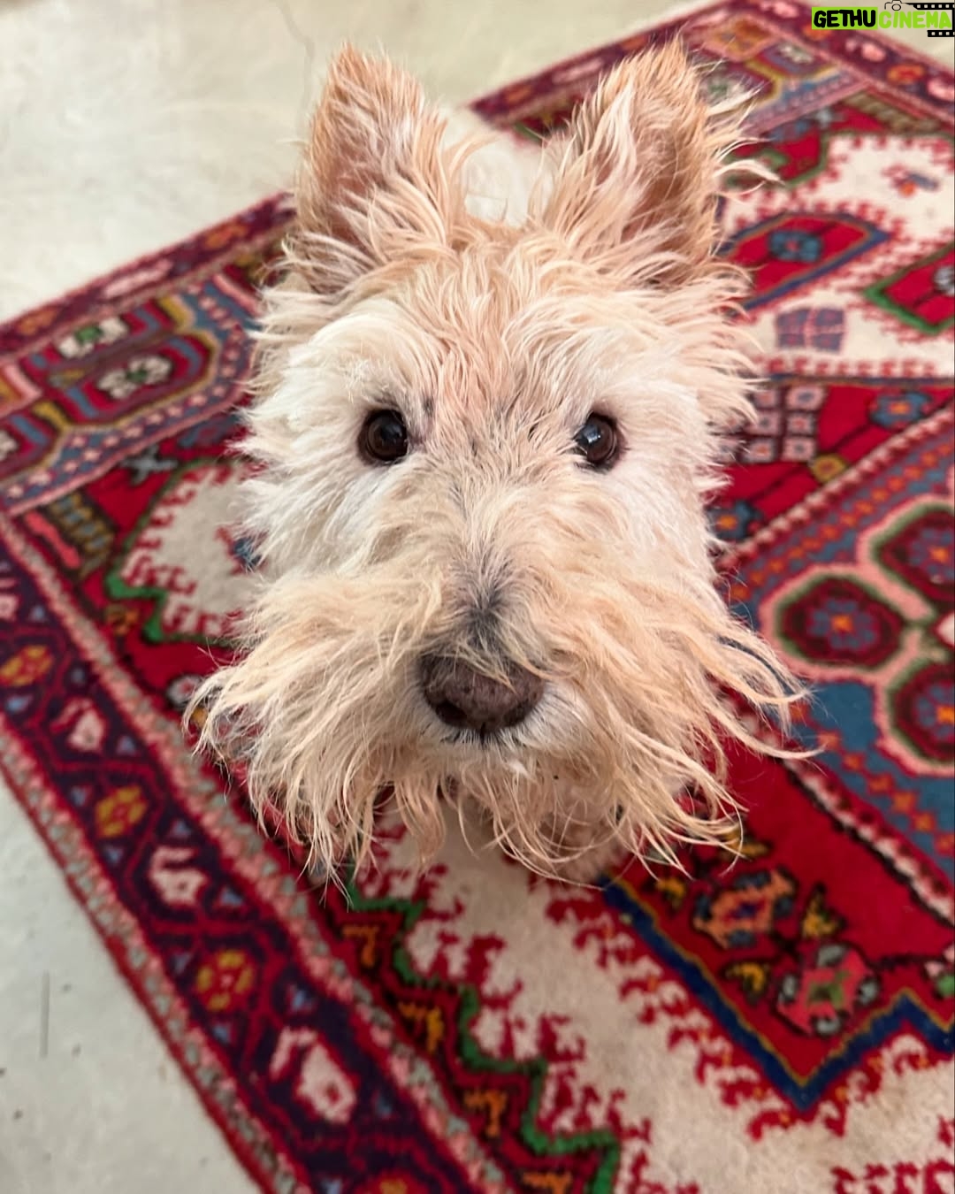 Poh Ling Yeow - 6.2K Likes - Bath, post bath, post bath walkies 🎾