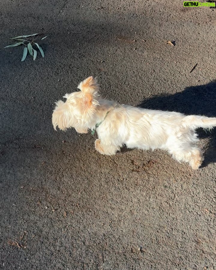 Poh Ling Yeow - 6.2K Likes - Bath, post bath, post bath walkies 🎾