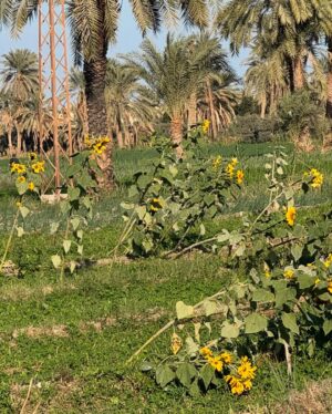 Rakeen Saad Instagram - الفيوم 🤍🌻🕊️🌴