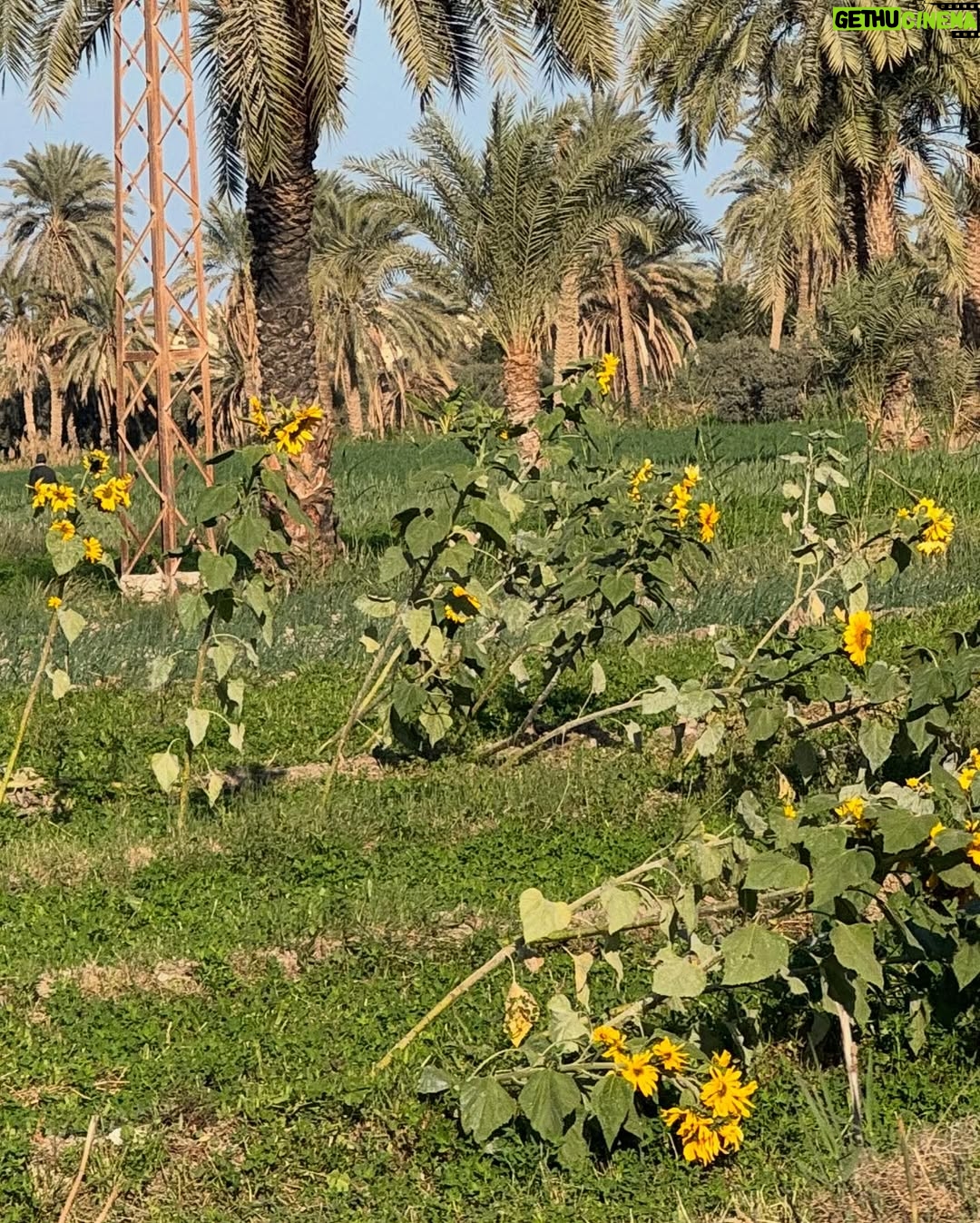 Rakeen Saad - 45.6K Likes - الفيوم 🤍🌻🕊️🌴