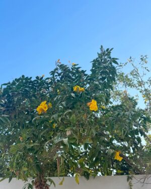 Rakeen Saad Instagram - الفيوم 🤍🌻🕊️🌴