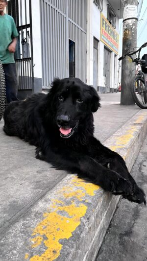 Rebeca Escribens Instagram - ¡AYUDA! 

Perro anciano gigante fue atropellado y
sufre de dolor al caminar y aveces se arrastra.
Presenta infecciones en los ojos y otras partes del cuerpo, además se encuentra totalmente desnutrido e infestado de pulgas y garrapatas.

Necesitamos recaudar  1 119 soles para 
cubrir lo siguiente:

• Evaluación traumatológica 100 soles
⁠• Hemograma   Bioquímica 150 soles
• 3 Radiografías 240 soles
• Descarte 4DX 200 soles
• ⁠Internamiento por noche 100 soles 
• ⁠Saco de alimento senior 228 soles
• ⁠Antiparasitario 20 soles
• ⁠Antipulgas 40 kg 81 soles

TOTAL: 1 119 soles 

• CUENTAS DE AYUDA
Gabriela Quiroz Bautista

BCP soles: 1937 30059 04036
CCI: 0021931 730059 0403611

BBVA soles: 001108140234
836124
CCI: 0118140 0023483 612413

Yape - Plin: 967885779

Paypal: @gabyalrescate

También puedes realizar donaciones físicas: alimento Canbo senior, antipulgas 40 kg. 
6 latas de paté hipoalergenico y cama XXL.

• PUNTOS DE ACOPIO

SAN ISIDRO

- Le coquelicot
Dirección: C. Miguel Dasso 139, 
San Isidro 15001

-  Clínica Acu Li Vet
Dirección: Av. Petit Thouars 3991,
San Isidro 15012

LA MOLINA

- Compañía de Bomberos La Molina 96
Dirección: El Remo 394, Lima 15026

Horarios de atención:
De lunes a sábado de 11:00 am a 6:00 pm.

¡Toma acción para salvarlo!

Comparte el caso, escríbele personalmente 
a rescatistas para que nos apoyen con la difusión, etiqueta a influencers y a dog lovers para llegar a la meta lo más pronto posible.

¡Cada minuto cuenta! ¡Ayúdenme a salvarlo!
¡Gracias!