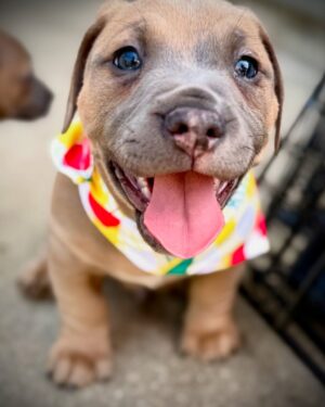Rena Sofer Instagram - These babies Juju and Bee will be available in two weeks for adoption!!! Go to @lisachiarelli for applications!!! @sbookstaver @hellosouthladogs