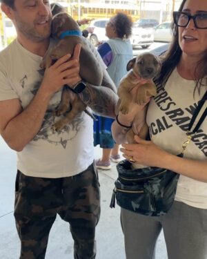 Rena Sofer Instagram - ANOTHER SUNDAY FREEDOM RIDE!!! When @lisachiarelli calls we do our best to come running! It’s been a tough week for us (me and @sbookstaver ) and we thought we’d just have a lazy Sunday but when 5 puppies (6-7 weeks old) were dumped in a cardboard box and left all alone  we jumped at the chance to transport 2 to the rescue! The other three went to a different rescue. ALL ARE SAFE. These two are JUJU ( the boy) and Bee (the girl) and they are resting with their foster (NOT US) and will be available for adoption in a couple of weeks!!! Go to @lisachiarelli for applications!! Thank you @hellosouthladogs for getting them out!!!! #foster #fosteringsaveslives #adoptdontshop #freedomride