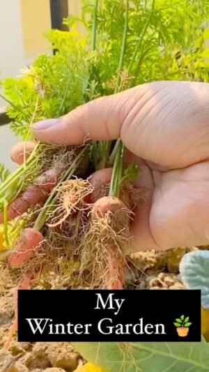 Rudrita Chatterjee Instagram - My Winter Garden 🪴 
#reels #reelsinstagram #reelitfeelit #reelsvideo #gardening #winter #garden #gardeningtips #gardeninspiration #balconygarden #balcony