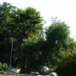 Salem Ilese