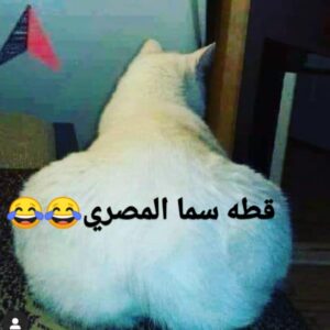 Sama El-Masry Instagram - لا انا هاسكت باه...انا زهقت 🙄🙄🙄