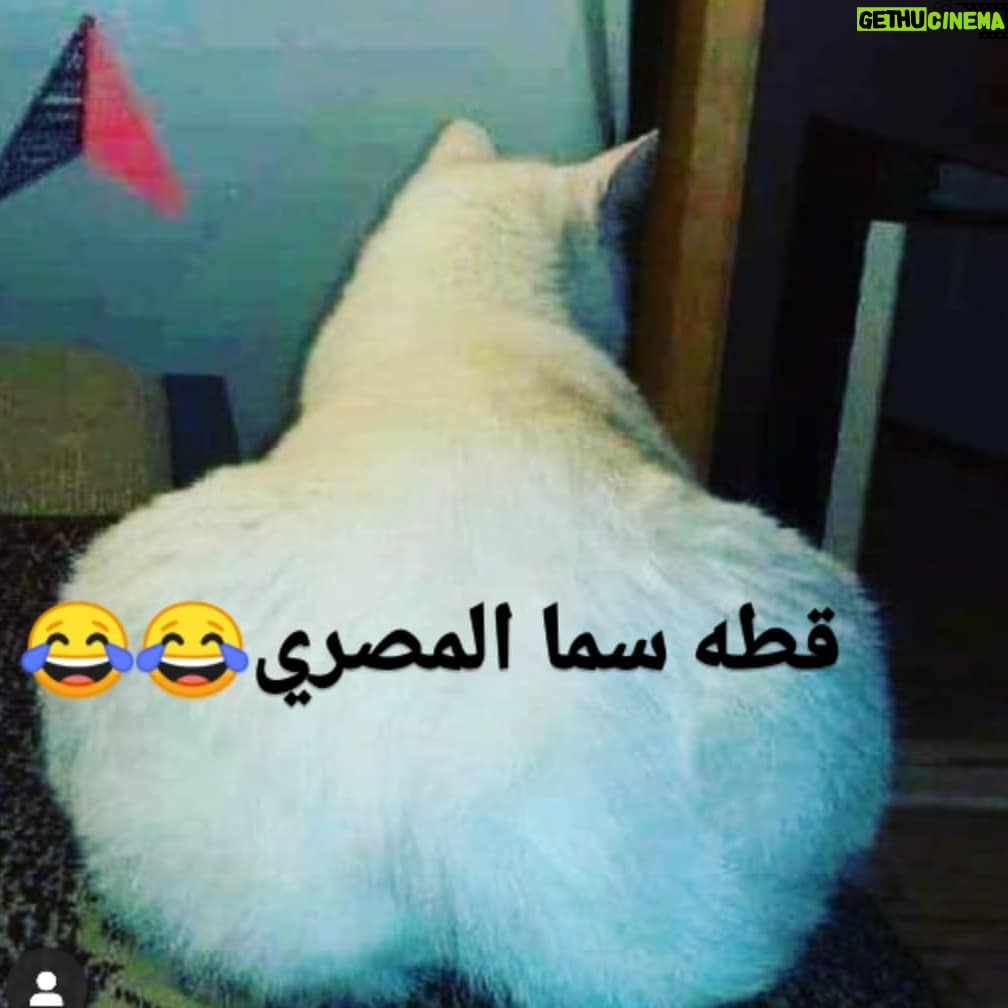 Sama El-Masry - 12.1K Likes - لا انا هاسكت باه...انا زهقت 🙄🙄🙄