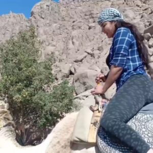Sama El-Masry Instagram - امسكني ياهاااني الجمل هيوقعني ياهااني....الفيديو كامل لاجمل اللي راكب جمل موجود في نفس فيديو البيتش باجي علي قناتي علي اليوتيوب والرابط بتاعها هنا في البايو وفي الاستوري...اشتركوا يلا وفعلوا زر الجرس وانتظروا فيديو جديد للأسد بعد الجمل😂😂
