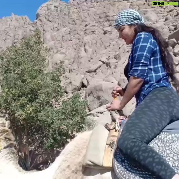 Sama El-Masry - 12.4K Likes - امسكني ياهاااني الجمل هيوقعني ياهااني....الفيديو كامل لاجمل اللي راكب جمل موجود في نفس فيديو البيتش باجي علي قناتي علي اليوتيوب والرابط بتاعها هنا في البايو وفي الاستوري...اشتركوا يلا وفعلوا زر الجرس وانتظروا فيديو جديد للأسد بعد الجمل😂😂