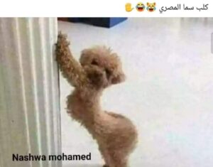Sama El-Masry Instagram - اختشوا باه...🤣🤣🤣🤣