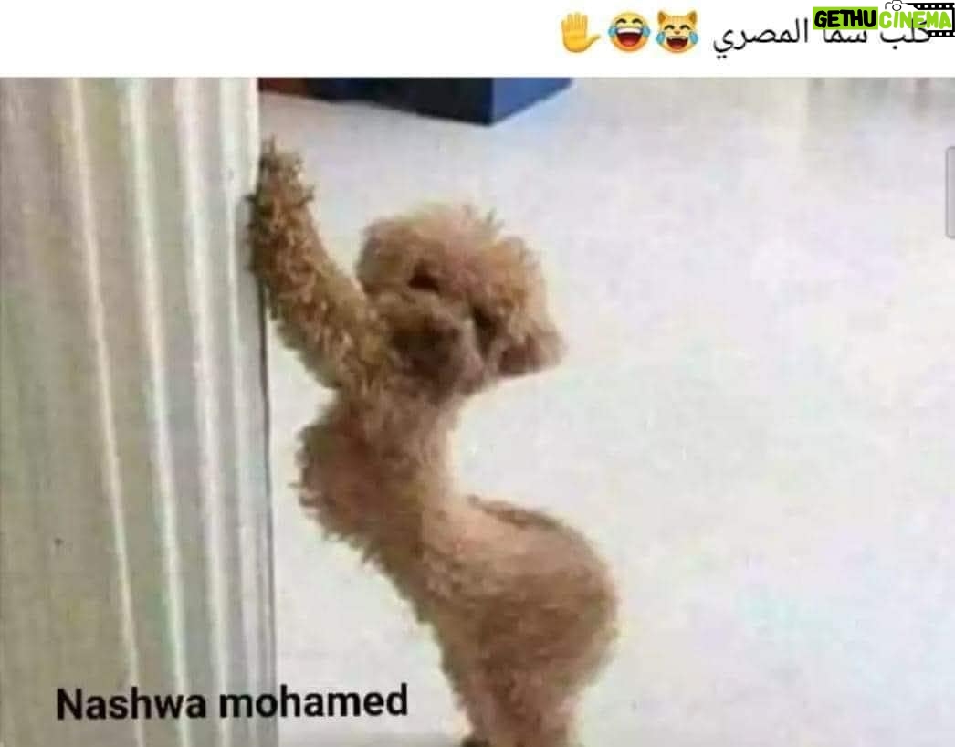 Sama El-Masry - 12.1K Likes - اختشوا باه...🤣🤣🤣🤣