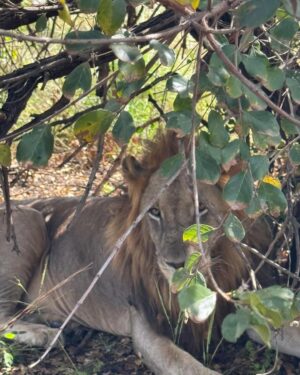 Sandra Ankobiah Instagram - When I met the King of the jungle (and the other habitants)!