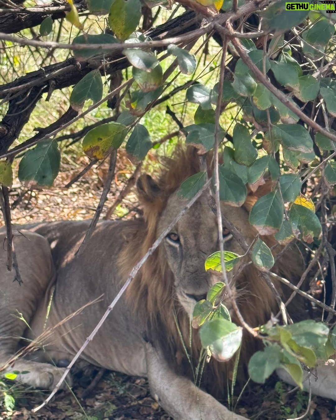 Sandra Ankobiah - 9.9K Likes - When I met the King of the jungle (and the other habitants)!