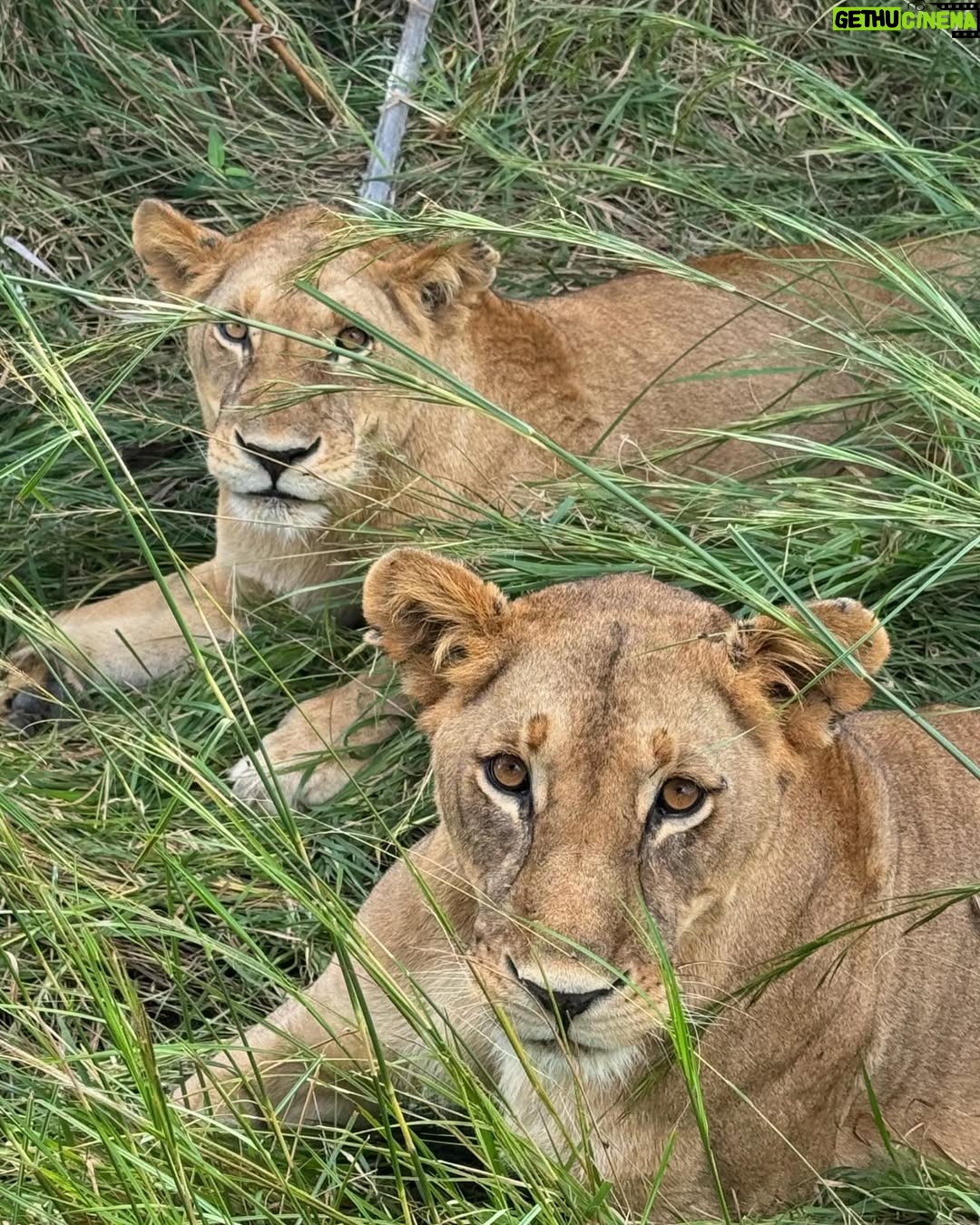 Sandra Ankobiah - 9.9K Likes - When I met the King of the jungle (and the other habitants)!