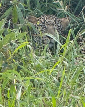 Sandra Ankobiah Instagram - When I met the King of the jungle (and the other habitants)!