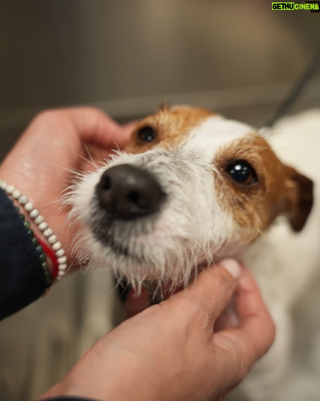 Sandra Barneda - 38.9K Likes - Por fin ha llegado el buen tiempo así que lo primero que he hecho ha sido llevar a Leo a Mundo Belleza de @kiwoko 🐶 Lo han puesto guapo y le han realizado un tratamiento antiparasitario ✨ Es muy importante prevenirlo y tratarlo antes de que se convierta en un problema 🧼 Publi*