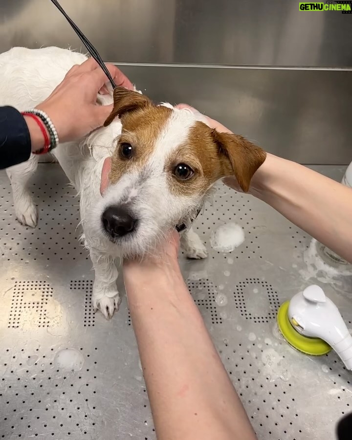 Sandra Barneda - 38.9K Likes - Por fin ha llegado el buen tiempo así que lo primero que he hecho ha sido llevar a Leo a Mundo Belleza de @kiwoko 🐶 Lo han puesto guapo y le han realizado un tratamiento antiparasitario ✨ Es muy importante prevenirlo y tratarlo antes de que se convierta en un problema 🧼 Publi*