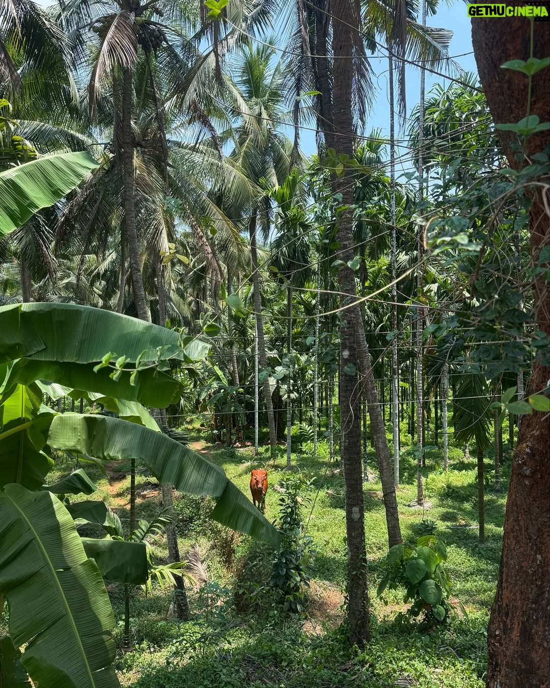 Santoshi Shetty - 6.9K Likes - a bit of my urru 🥥🥹🌸✨
I revisited Mangalore after a long time — a place where I spent most of my childhood summer vacations, visited temples with my grandma, cribbed about the heat, squeezed in lots of playtime, and indulged in kori roti and gadbad ice cream all the time. Uff, nostalgia hit me hard! My heart is overflowing with love and gratitude for this place and everything it has given me. Thank you for the soul & core memories and for all the grounding 🩵✨