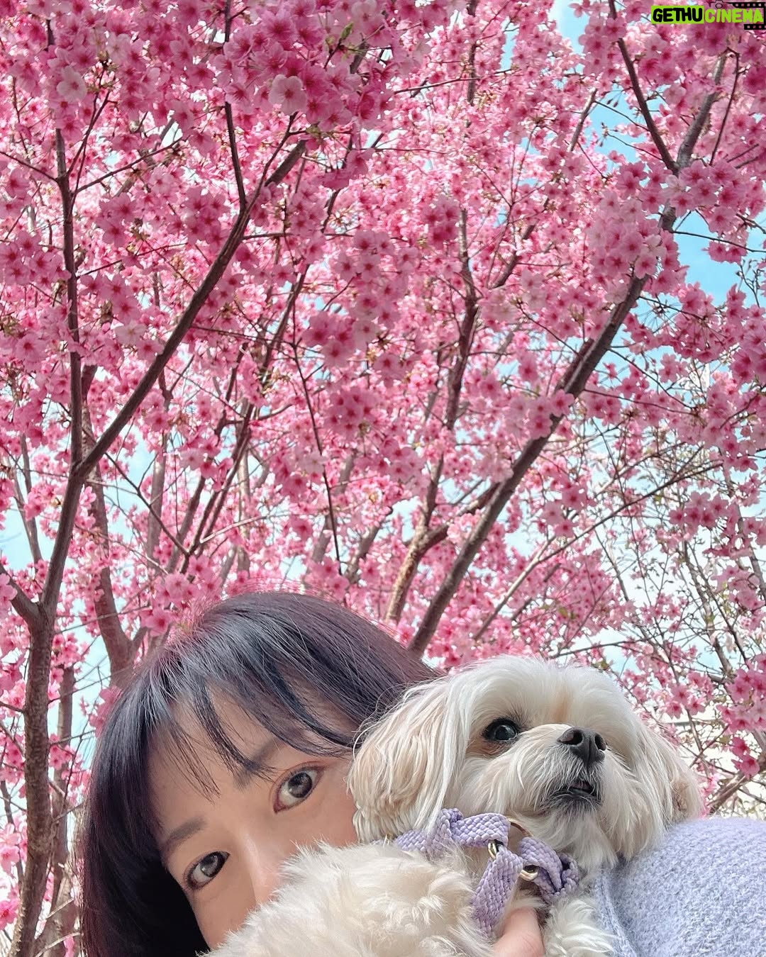 Sayaka Isoyama - 31.1K Likes - 桜満開🌸
桜が咲き始めましたね!
これから満開なさくらもあって楽しみな日々に。
好きなカフェの店員さんが
今日もメッセージ書いてくれたのです。
お仕事行ってらっしゃいって送り出してくれて
温かい気持ちになって頑張れたよー