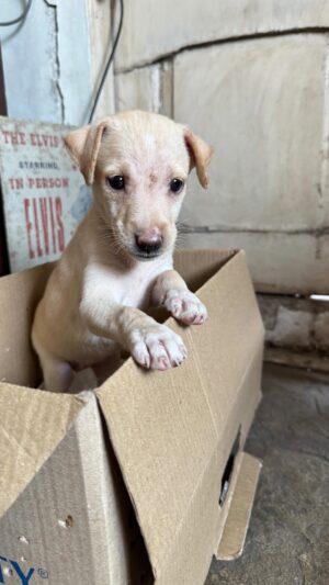 Scherezade Shroff Instagram - Adopt this cutie! 🥹

We found her in Colaba & I really want to find her a loving home! Come on internet do your thing!!!

🐶 Female, about 1.5-2 months old, super friendly & playful and just look at that face!!!

If you’re interested to adopt her plz reach out to me or please help and share this so we can find her a home! 

P.S.- Kimchi has found a forever home 🥹 thank u to everyone that shared her appeal! 
#adoptdontshop #adoptinmumbai #puppylove