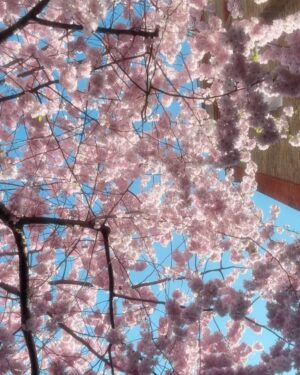 Serinda Swan Instagram - Sundays (and other days) in Londons spring