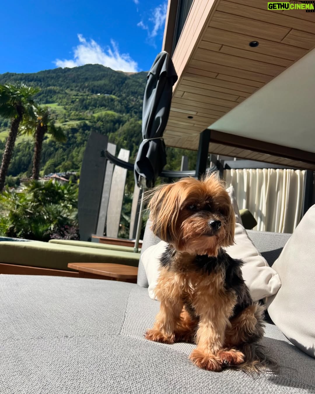 Shania Geiss - 92.8K Likes - I never thought goodbye would be this soon, you were the strongest and bravest dog i know, no matter what life threw at you, you fought through it. I always knew you were so special! Yesterday was the hardest day of my life letting you go, that was something i never wanted to face but i had to do it for you because i love you so much and i know you are in a happy place with dex🐾You were my best friend, and the only one who always made me smile, there will never be another like you my baby! I hope you know how proud i am of you and how thankful i am that you were by my side since 17 years. Life won’t be the same without you but i will carry you in my heart forever, i promise! Rest well my love you deserve peace, words don’t describe how much i miss you and how hard it was letting you go but now you’ll be able to take care of us from up there! I love you fly high my baby🕊️🕊️ 10.03.2025