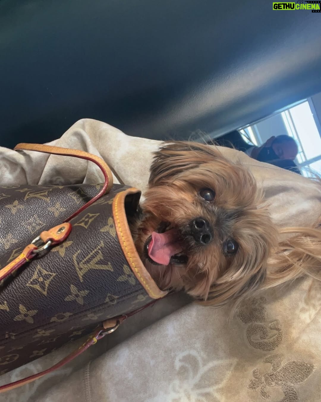 Shania Geiss - 92.8K Likes - I never thought goodbye would be this soon, you were the strongest and bravest dog i know, no matter what life threw at you, you fought through it. I always knew you were so special! Yesterday was the hardest day of my life letting you go, that was something i never wanted to face but i had to do it for you because i love you so much and i know you are in a happy place with dex🐾You were my best friend, and the only one who always made me smile, there will never be another like you my baby! I hope you know how proud i am of you and how thankful i am that you were by my side since 17 years. Life won’t be the same without you but i will carry you in my heart forever, i promise! Rest well my love you deserve peace, words don’t describe how much i miss you and how hard it was letting you go but now you’ll be able to take care of us from up there! I love you fly high my baby🕊️🕊️ 10.03.2025