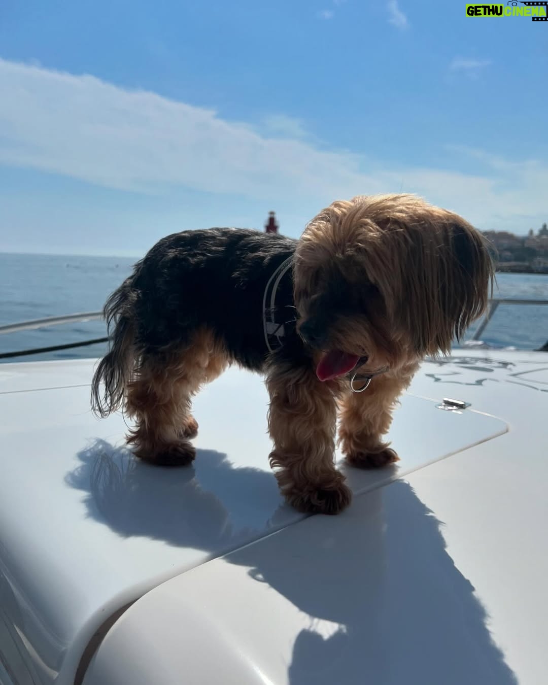Shania Geiss - 92.8K Likes - I never thought goodbye would be this soon, you were the strongest and bravest dog i know, no matter what life threw at you, you fought through it. I always knew you were so special! Yesterday was the hardest day of my life letting you go, that was something i never wanted to face but i had to do it for you because i love you so much and i know you are in a happy place with dex🐾You were my best friend, and the only one who always made me smile, there will never be another like you my baby! I hope you know how proud i am of you and how thankful i am that you were by my side since 17 years. Life won’t be the same without you but i will carry you in my heart forever, i promise! Rest well my love you deserve peace, words don’t describe how much i miss you and how hard it was letting you go but now you’ll be able to take care of us from up there! I love you fly high my baby🕊️🕊️ 10.03.2025