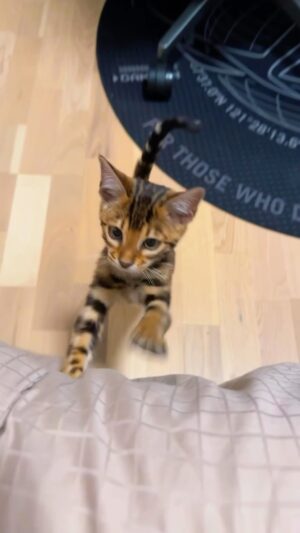 Stephanie Herela Instagram - @n_christiansen 🥰 Our first baby cat 🐈 Dior ❤️ #reels #catlover #bengal_cats
