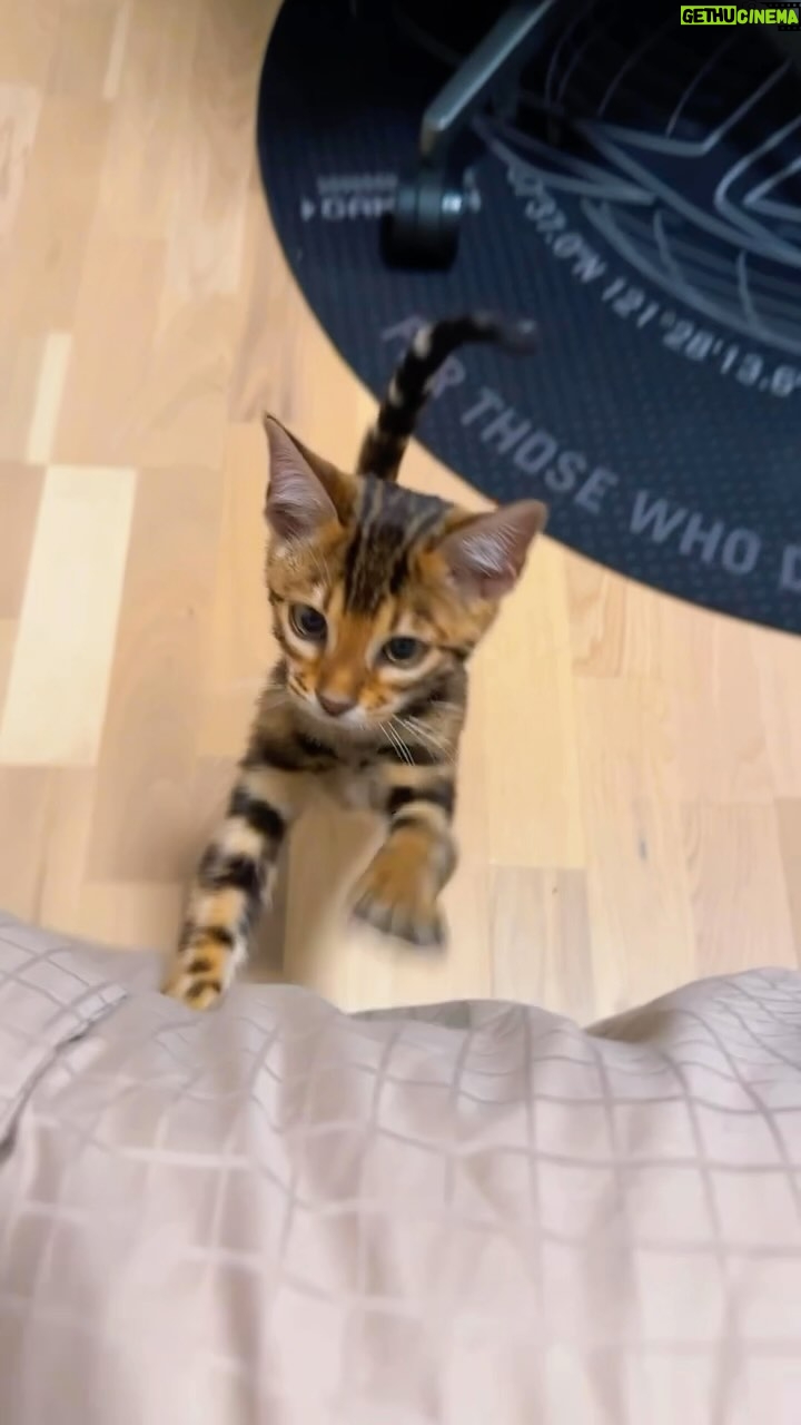 Stephanie Herela - 41 Likes - @n_christiansen 🥰 Our first baby cat 🐈 Dior ❤️ #reels #catlover #bengal_cats