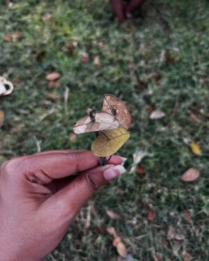 Suba Priya Arasarathinam Instagram - Every lil things 🌼✨
