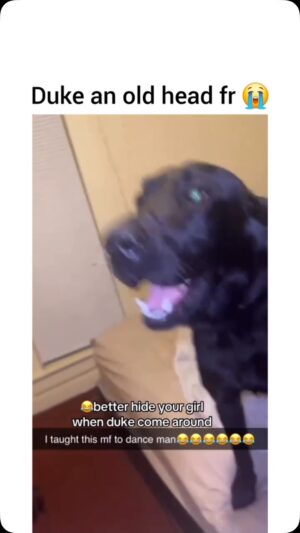 Tamala Jones Instagram - Ok thatβs it !! Duke is my new man , but only because he bops like that !! π€£π€£π€£π€£π€£π€£π€£π€£π€£πΎβ¦ video credit ; @pupspaww