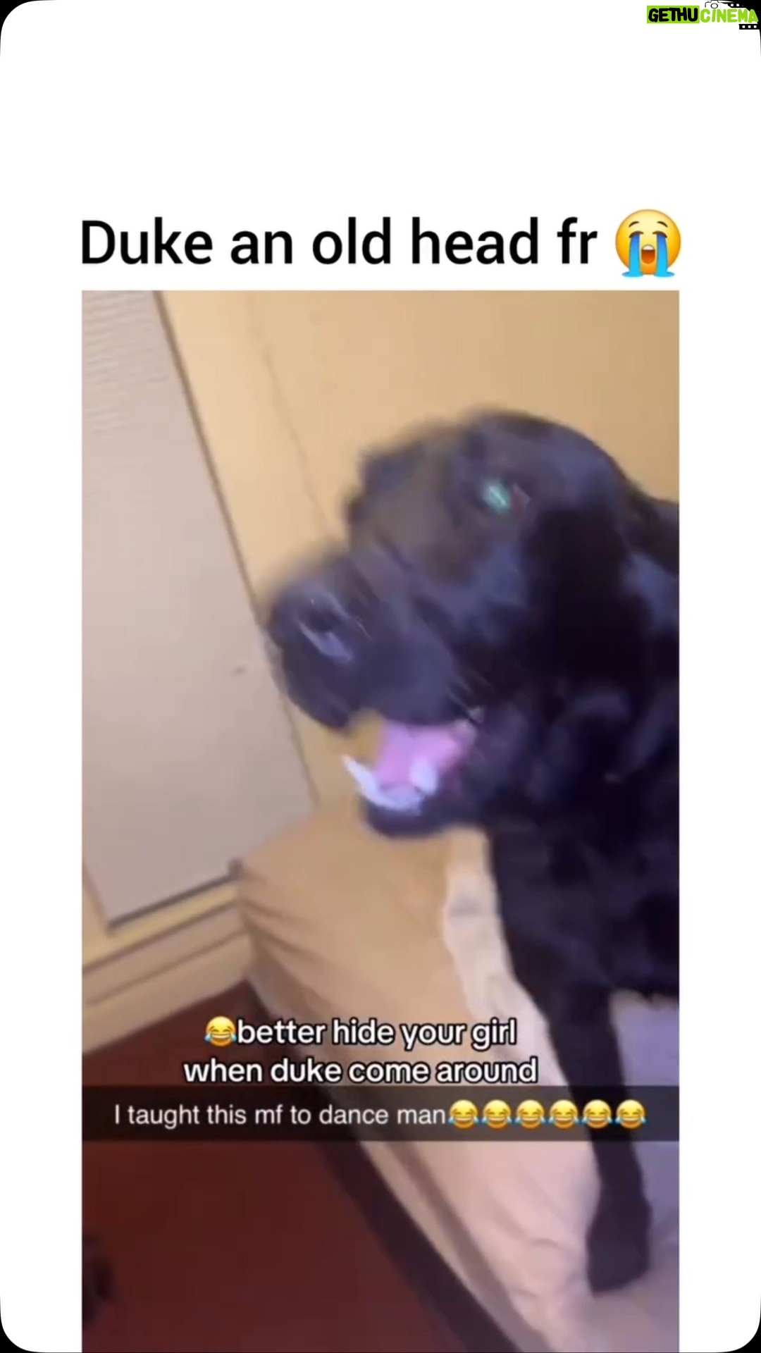 Tamala Jones - 1.5K Likes - Ok that’s it !! Duke is my new man , but only because he bops like that !! 🤣🤣🤣🤣🤣🤣🤣🤣🤣🐾… video credit ; @pupspaww