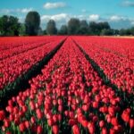 Tunzale