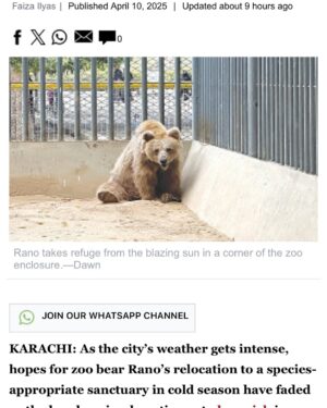 Uzma Hassan Instagram - For 24 years, she has been imprisoned. Like many animals, she’s a prisoner without a crime. She’s in agony, suffering from a painful tooth infection. Four Paws intl offered medical treatment during their visit to Pakistan, but the authorities incharge didn’t respond.

After public pressure, KMC did form a committee to move her to the Balkasar sanctuary. That was months ago. She’s still there. The committee has not held a meeting since the decision was taken.

I urge you to request KMC and the honourable mayor @barristermurtazawahab to not delay this any further! It’s getting hotter. She’s lived her whole life in pain. Please send her to Balkasar now. 

#justiceforrano #endbearimprisonment
